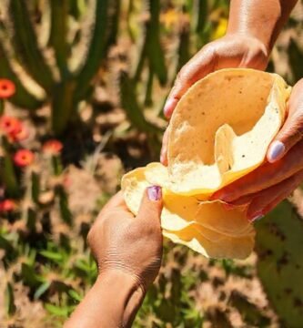 Jardín mexicano: nopales frescos y saludables