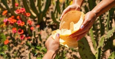 Jardín mexicano: nopales frescos y saludables