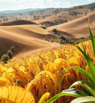 Campos dorados